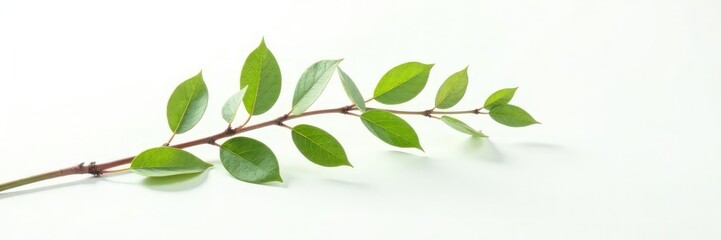 Naklejka premium Single isolated branch on white background with subtle texture, natural, isolated branches