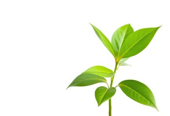 Fototapeta premium Single vibrant green plant, isolated on pure white, nature, white background