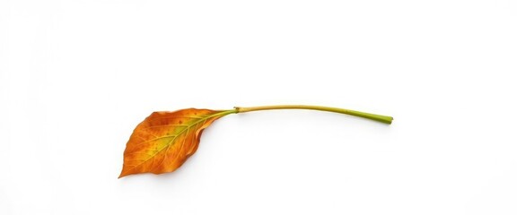Fototapeta premium Single, wilting leaf isolated on pure white backdrop, leaf, photo