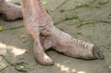 details of body parts of an ostrich bird