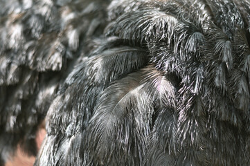 details of body parts of an ostrich bird
