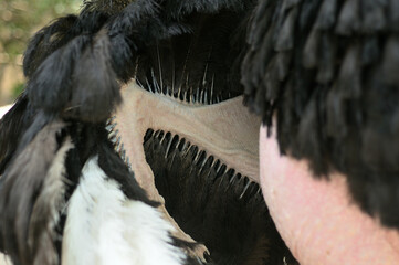 details of body parts of an ostrich bird