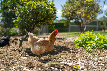 free range chicken farm with chook tractors on a regenerative agricultural australian farm in spring with poultry on grass