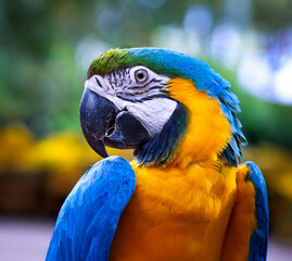 Obraz premium Bright portrait of a macaw parrot with rich plumage on a blurred green background. Exotic bird in its natural environment, close-up.