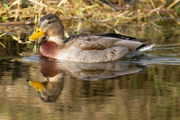 Stockenten Weibchen im Winter 
