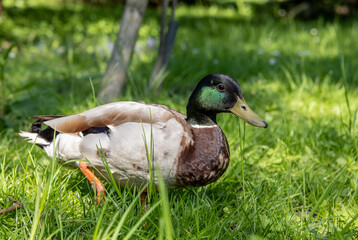 duck walking in the park on a sunny day
