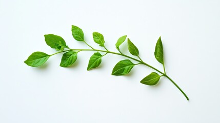 Obraz premium Delicate sprig with vibrant leaves on a pristine white surface backdrop