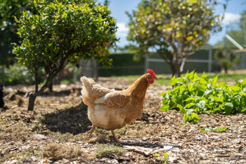 free range chicken farm with chook tractors on a regenerative agricultural australian farm in spring with poultry on grass