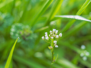 春の日差しに輝くナズナの白い花07