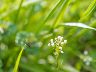 春の日差しに輝くナズナの白い花06