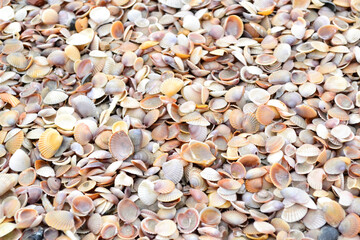 Lots of seashells on the beach