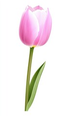 Fototapeta premium A delicate pink tulip with a single green stem and leaves, symbolizing beauty and spring.