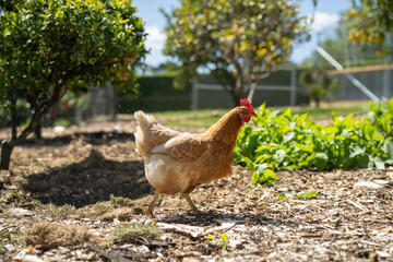 free range chicken farm with chook tractors on a regenerative agricultural australian farm in spring with poultry on grass