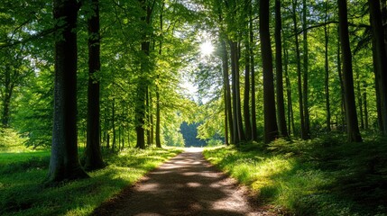 Obraz premium Serene Forest Pathway Through Lush Green Trees in Morning Light