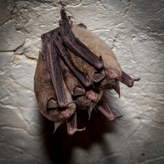 Indiana bats in torpor