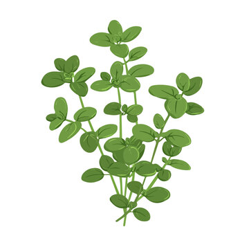 green thyme sprig on white background clip art preview