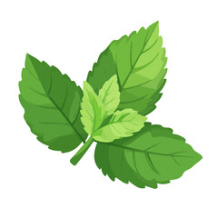2D flat vector illustration Mint leaves icon isolated on a white background.


