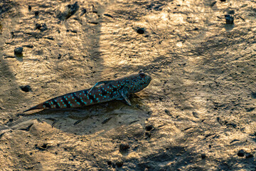A vibrant mudskipper rests on a wet mudflat, its blue-spotted body reflecting the golden sunlight. This amphibious fish navigates between land and water, thriving in coastal mangrove habitats.