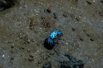 A bright blue fiddler crab perched on a mud mound near its burrow. This tiny crustacean thrives in mangrove wetlands and plays a vital role in the ecosystem.
