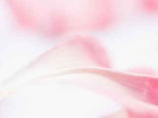 ピンクのカーネーションの花びらのアップ13