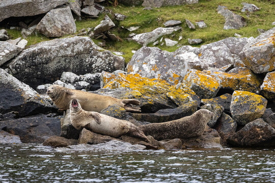 Foche che si rilassano sugli scogli. Isola di Skye, Scozia