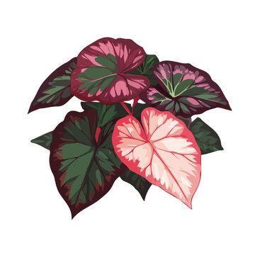 colorful begonia plant leaves on white clip art preview