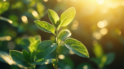 Obraz premium Vibrant green leaves bathed in sunlight, bokeh background. Perfect for themes of nature, growth, and renewal.
