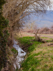 Un couple de canards colverts dans un fossé de drainage en plaine agricole d'Alsace, CEA, Grand...