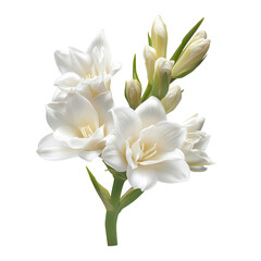 Fototapeta premium Delicate Blossom: A stunning arrangement of pristine white flowers, gracefully blooming in the sun.