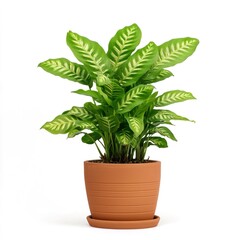 Charming Variegated Prayer Plant in Stylish Terracotta Pot on Clean White Background