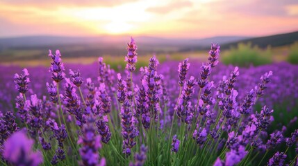 Fototapeta premium Beautiful Lavender Field Under a Colorful Sunrise Horizon