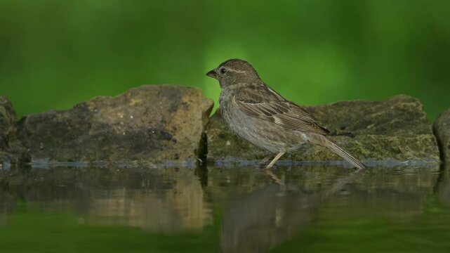 Bird House sparrow bathing in a forest pond.
