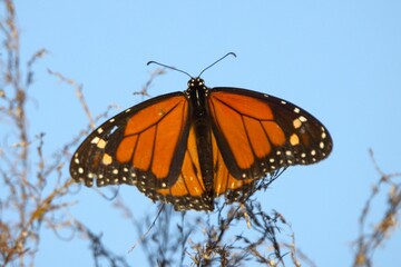 monarch butterfly on a branch