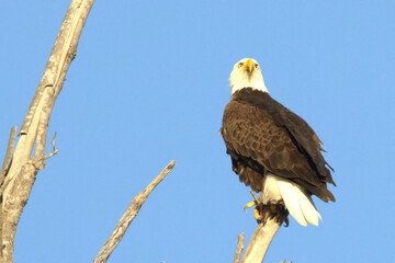 american bald eagle