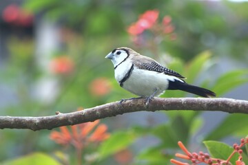 bird  perched in the branch