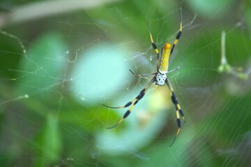spider on web