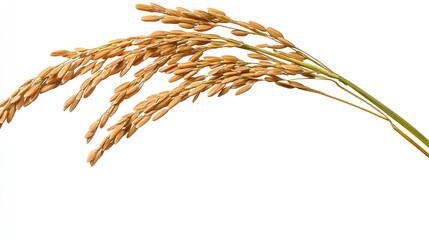  Fresh Long Brown Rice, Uncooked and Hulled, Isolated on PNG Background. Natural and Nutritious Ingredient for Culinary Use.