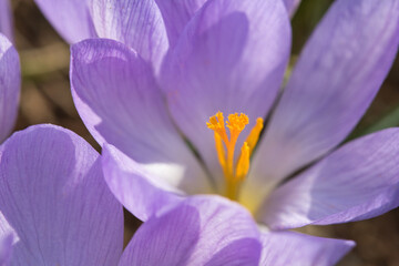 Blühender Krokus