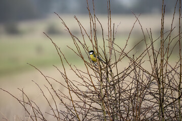 close-up of a great tit (Parus major) in winter branches