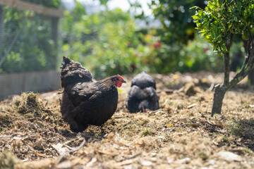 free range chicken farm with chook tractors on a regenerative agricultural australian farm in spring with poultry on grass