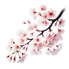 Isolated pink cherry blossoms.
