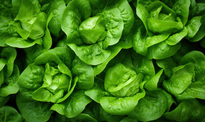 A close up of green lettuce leaves