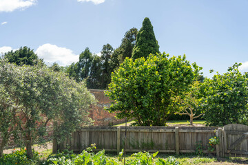 holistic vegetable garden growing in springtime