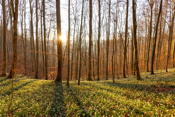 Märzenbecher auf der Schwäbischen Alb. Sonnenaufgang im Wald. Sonnenstern strahlt durch.
