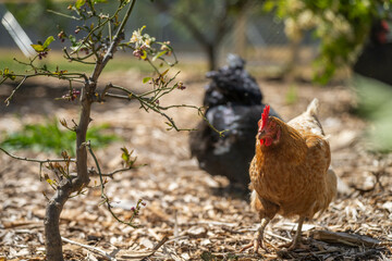 holistic vegetable garden growing in springtime