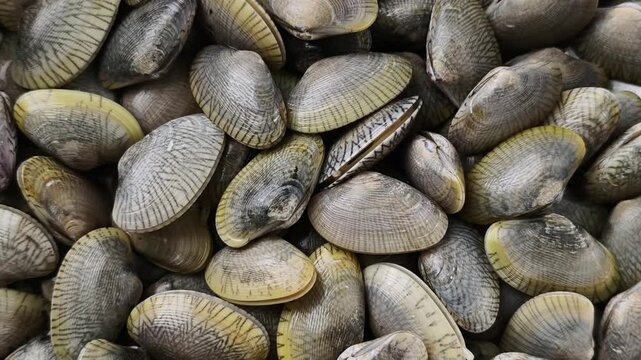 Close-up of fresh clam