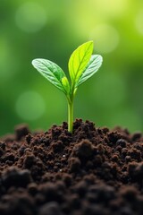 Fototapeta premium Composting process with soil and microorganisms, plant growth, crop