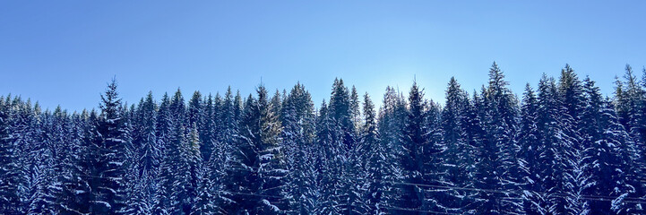 Winter forest landscape with snow-covered pine trees under clear blue sky, symbolizing tranquility and holiday spirit