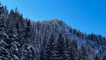 Snow-covered pine forest under bright blue sky, perfect for winter scenery and holiday postcards