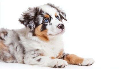 Australian Shepherd Puppy Lying Down on a White Background Looking Curious